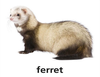 Final T Ferret Dnt Image